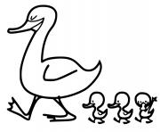 Coloriage canard et les petits canards dessin