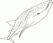 Coloriage requin avec de grandes dents dessin