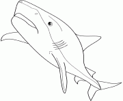 requin tigre dessin à colorier