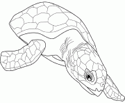 tortue caouanne dessin à colorier