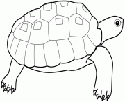 tortue cheloniidae dessin à colorier
