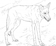 loup rouge realiste dans la foret dessin à colorier