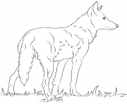 loup rouge de floride dessin à colorier