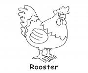 coq poule male rooster dessin à colorier