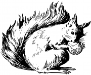 ecureuil deguste une noisette dessin à colorier