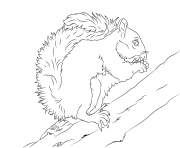 Coloriage ecureuil avec une noisette dessin