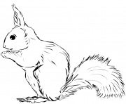 Coloriage ecureuil avec une noisette dessin