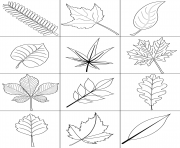 Coloriage feuille arbre hetre dessin