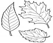feuilles automne dessin à colorier