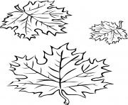 trois feuilles automne dessin à colorier