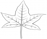Coloriage feuilles autonme arbre hetre dessin