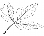 Coloriage feuilles automne dessin