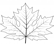 Coloriage feuilles arbre erable chene dessin