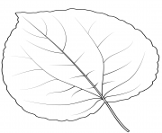 feuille arbre katsura dessin à colorier
