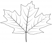 Coloriage feuilles arbre erable chene dessin