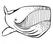 Coloriage baleine avec un grand sourire