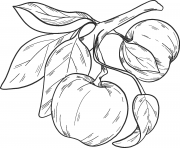 Coloriage pomme fruit sucre dessin