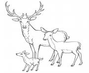 cerf biche faon toute la famille dessin à colorier