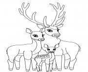 cerf et sa famille biche faon dessin à colorier
