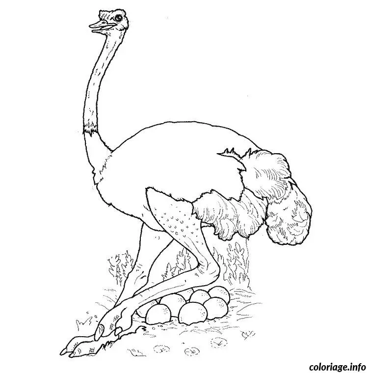 Coloriage Animaux d'afrique - Animaux à imprimer