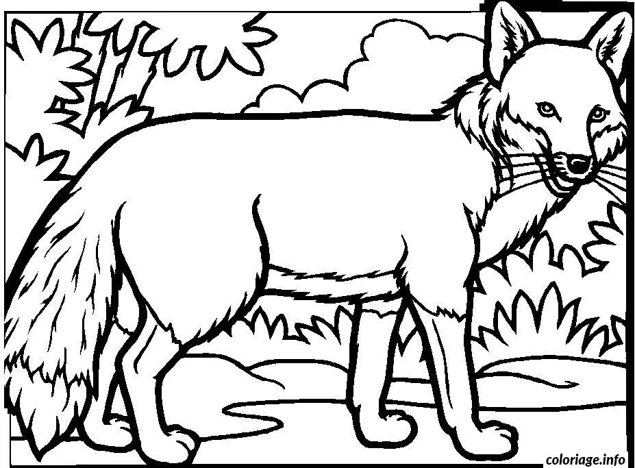 Coloriage Renard dans la forêt - Renard à imprimer