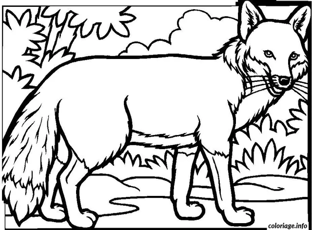 Coloriage Renard dans la forêt - Renard à imprimer