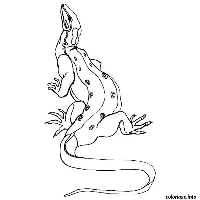 Coloriage Dragon de komodo - Dragon à imprimer