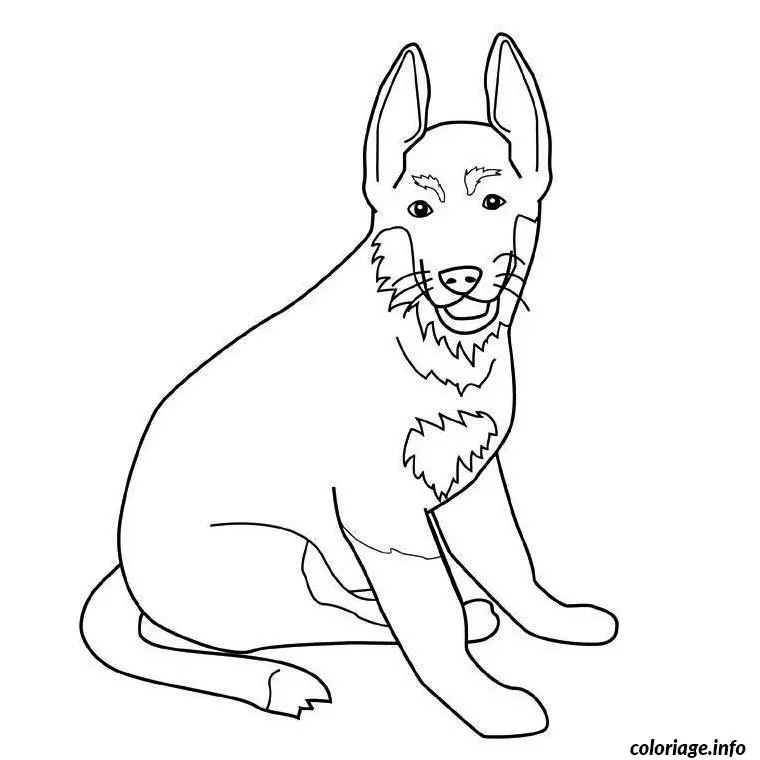 Coloriage Chien berger allemand - Chien à imprimer