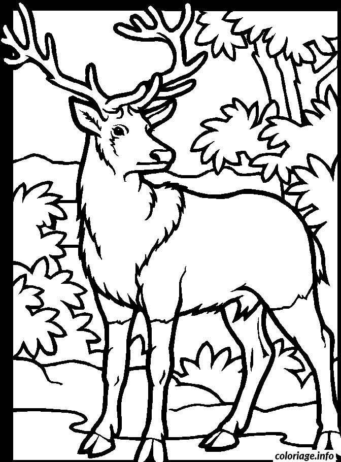 Coloriage Dessin animaux cerf dans un bois - Animaux à imprimer