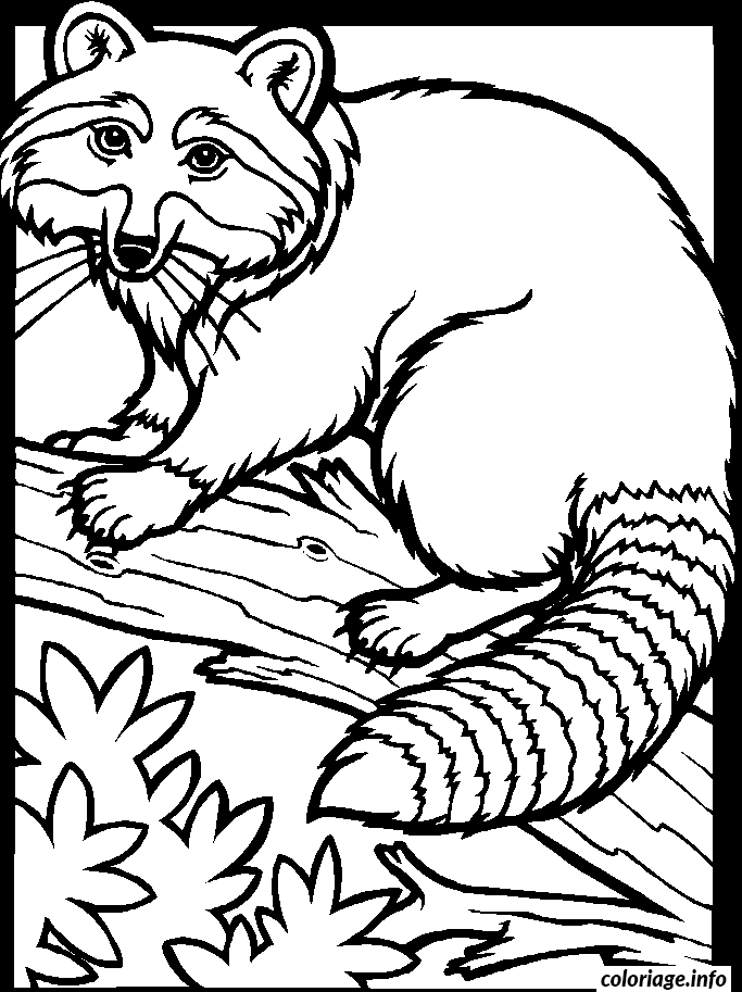 Coloriage Dessin animaux raton laveur racoon - Animaux à imprimer