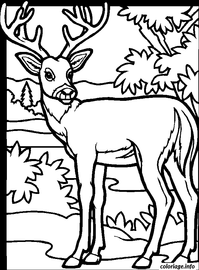 Coloriage Dessin animaux cerf - Cerf à imprimer