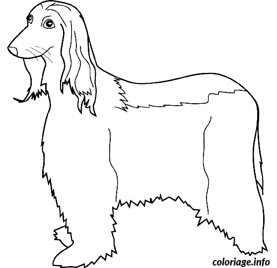 Coloriage Dessin chien afghan hound - Dessin à imprimer