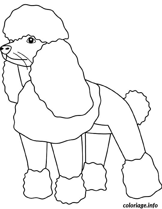 Coloriage Dessin chien caniche - Dessin à imprimer