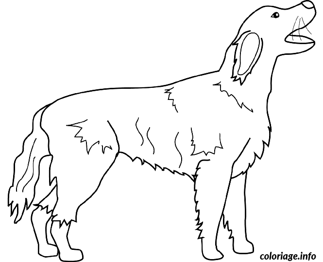 Coloriage Dessin chien irish setter - Dessin à imprimer