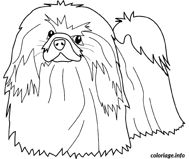 Coloriage Dessin chien pekinois - Dessin à imprimer