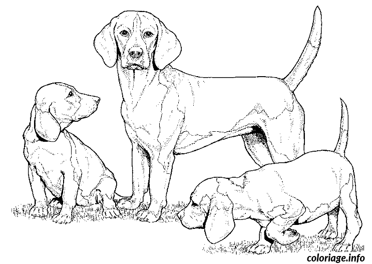 Coloriage Dessin chien beagle avec deux petits chiots - Dessin à imprimer