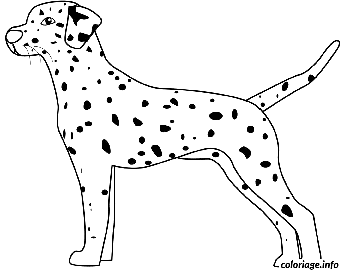 Coloriage Dessin chien dalmatien - Dessin à imprimer