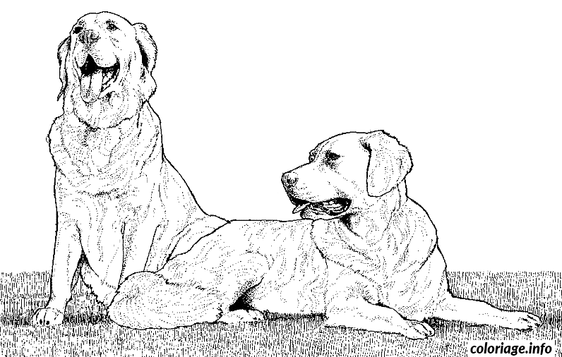 Coloriage Dessin chien deux golden retreiver - Dessin à imprimer