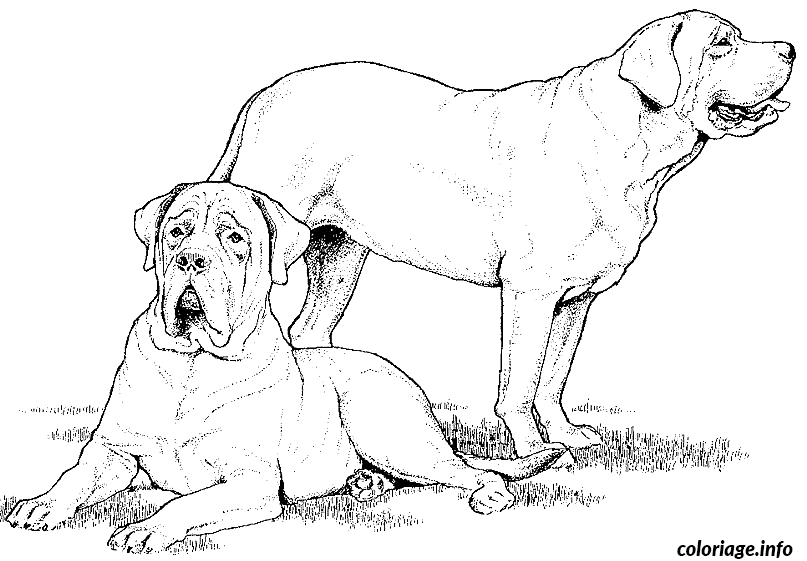 Coloriage Dessin chien deux mastiffs - Dessin à imprimer