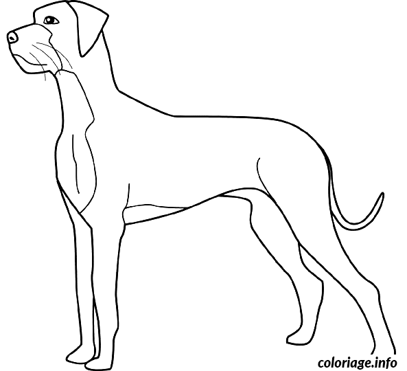 Coloriage Dessin chien grand danois - Dessin à imprimer