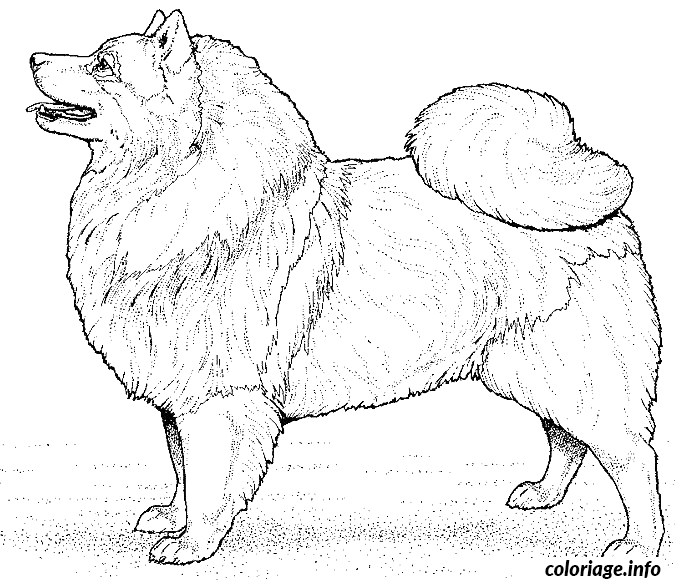 Coloriage Dessin chien loulou - Dessin à imprimer