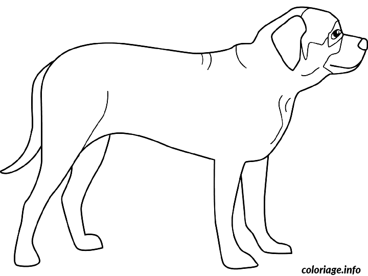 Coloriage Dessin chien mastiff - Dessin à imprimer