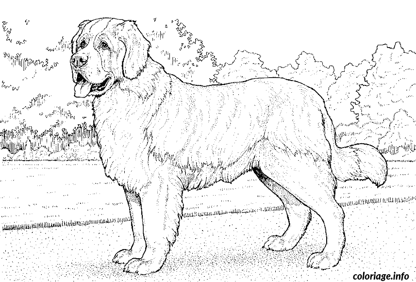 Coloriage Dessin chien saint bernard - Dessin à imprimer