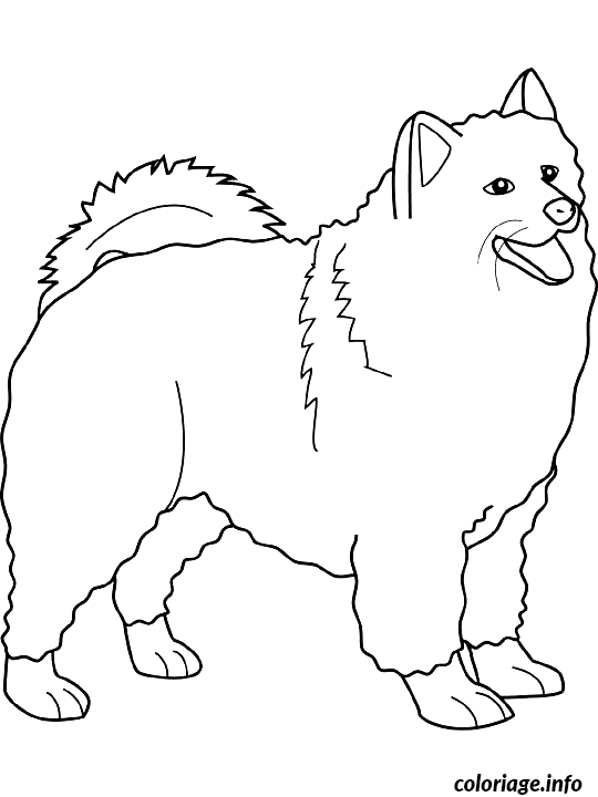 Coloriage Dessin chien samoyed - Dessin à imprimer