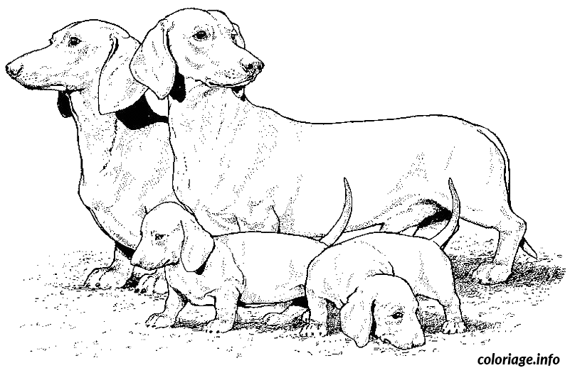 Coloriage Dessin chien teckel - Dessin à imprimer