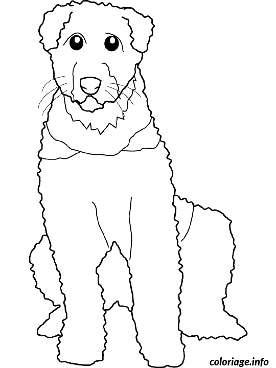 Coloriage Dessin chien airedale - Dessin à imprimer