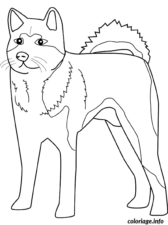 Coloriage Dessin chien akita - Dessin à imprimer