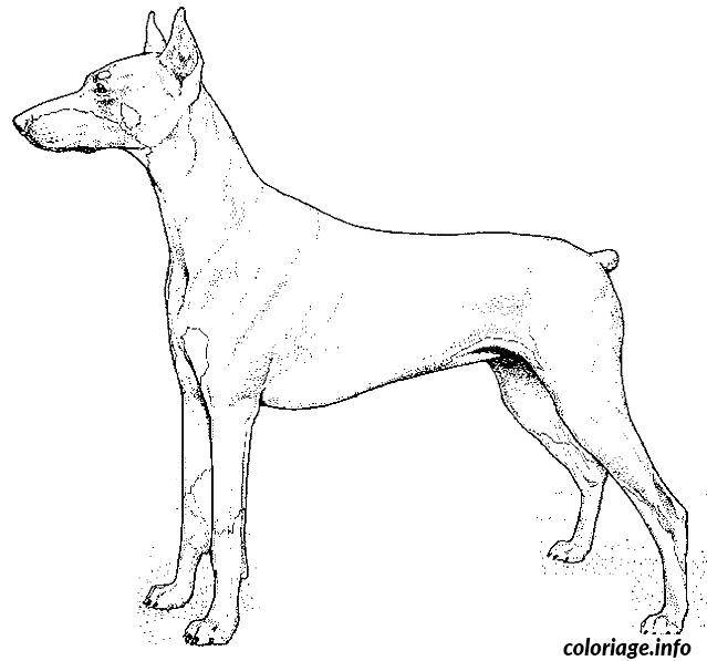 Coloriage Dessin chien doberman - Dessin à imprimer
