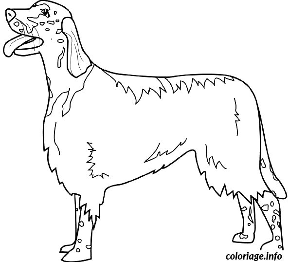Coloriage Dessin chien english setter - Dessin à imprimer