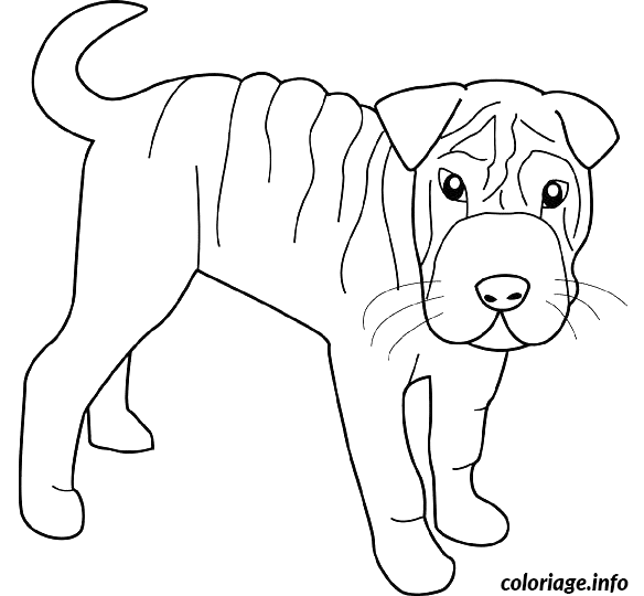 Coloriage Dessin chien shar pei - Dessin à imprimer